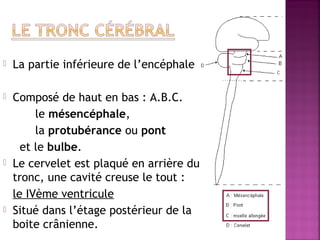  La partie inférieure de l’encéphale 
 Composé de haut en bas : A.B.C. 
le mésencéphale, 
la protubérance ou pont 
et le bulbe. 
 Le cervelet est plaqué en arrière du 
tronc, une cavité creuse le tout : 
le IVème ventricule 
 Situé dans l’étage postérieur de la 
boite crânienne. 
 
