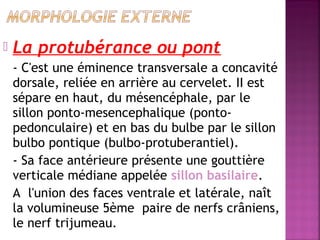  La protubérance ou pont 
- C'est une éminence transversale a concavité 
dorsale, reliée en arrière au cervelet. II est 
sépare en haut, du mésencéphale, par le 
sillon ponto-mesencephalique (ponto-pedonculaire) 
et en bas du bulbe par le sillon 
bulbo pontique (bulbo-protuberantiel). 
- Sa face antérieure présente une gouttière 
verticale médiane appelée sillon basilaire. 
A l'union des faces ventrale et latérale, naît 
la volumineuse 5ème paire de nerfs crâniens, 
le nerf trijumeau. 
 