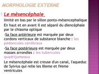  Le mésencéphale 
limité en bas par le sillon ponto-mésencephalique 
En haut et en avant il est séparé du diencéphale 
par le chiasma optique 
-Sa face antérieure est marquée par deux 
cordons verticaux de substance blanche : les 
pédoncules cérébraux 
-Sa face postérieure est marquée par deux 
masses arrondies : les tubercules 
quadrijumeaux 
Le mésencéphale est creuse d'un canal, l'aqueduc 
de Sylvius qui relie les IIIeme et IVeme 
ventricules 
 