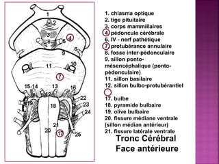 1. chiasma optique 
2. tige pituitaire 
3. corps mammillaires 
4. pédoncule cérébrale 
6. IV - nerf pathétique 
7. protubérance annulaire 
8. fosse inter-pédonculaire 
9. sillon ponto-mésencéphalique 
(ponto-pédonculaire) 
11. sillon basilaire 
12. sillon bulbo-protubérantiel 
17. bulbe 
18. pyramide bulbaire 
19. olive bulbaire 
20. fissure médiane ventrale 
(sillon médian antérieur) 
21. fissure latérale ventrale 
Tronc Cérébral 
Face antérieure 
 