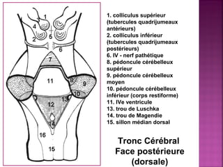 1. colliculus supérieur 
(tubercules quadrijumeaux 
antérieurs) 
2. colliculus inférieur 
(tubercules quadrijumeaux 
postérieurs) 
6. IV - nerf pathétique 
8. pédoncule cérébelleux 
supérieur 
9. pédoncule cérébelleux 
moyen 
10. pédoncule cérébelleux 
inférieur (corps restiforme) 
11. IVe ventricule 
13. trou de Luschka 
14. trou de Magendie 
15. sillon médian dorsal 
Tronc Cérébral 
Face postérieure 
(dorsale) 
 