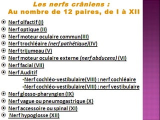 Les nerfs crâniens : 
Au nombre de 12 paires, de I à XII 
 