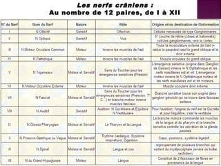 Les nerfs crâniens : 
Au nombre de 12 paires, de I à XII 
 