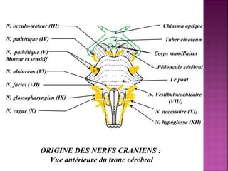 N. occulo-moteur (III) Chiasma optique 
N. abducens (VI) 
ORIGINE DES NERFS CRANIENS : 
Vue antérieure du tronc cérébral 
Le pont 
N. pathétique (IV) 
N. pathétique (V) 
Moteur et sensitif 
N. facial (VII) 
N. glossopharyngien (IX) 
N. vague (X) 
Tuber cinereum 
Corps mamillaires 
Pédoncule cérébral 
N. Vestibulocochléaire 
(VIII) 
N. accessoire (XI) 
N. hypoglosse (XII) 
S M 
 