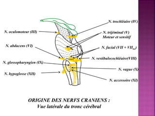 N. oculomoteur (III) 
N. trochléaire (IV) 
N. glossopharyngien (IX) 
N. trijéminal (V) 
Moteur et sensitif 
N. facial (VII + VIIbis) 
N. vestibulocochléaire(VIII) 
N. vague (X) 
N. accessoire (XI) 
N. abducens (VI) 
N. hypoglosse (XII) 
ORIGINE DES NERFS CRANIENS : 
Vue latérale du tronc cérébral 
 