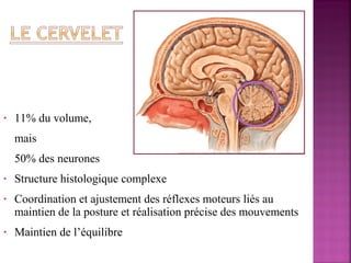 • 11% du volume, 
mais 
50% des neurones 
• Structure histologique complexe 
• Coordination et ajustement des réflexes moteurs liés au 
maintien de la posture et réalisation précise des mouvements 
• Maintien de l’équilibre 
 
