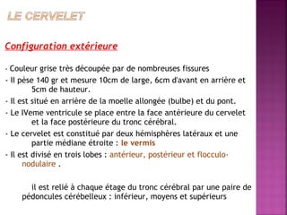 Configuration extérieure 
- Couleur grise très découpée par de nombreuses fissures 
- II pèse 140 gr et mesure 10cm de large, 6cm d'avant en arrière et 
5cm de hauteur. 
- Il est situé en arrière de la moelle allongée (bulbe) et du pont. 
- Le IVeme ventricule se place entre la face antérieure du cervelet 
et la face postérieure du tronc cérébral. 
- Le cervelet est constitué par deux hémisphères latéraux et une 
partie médiane étroite : le vermis 
- Il est divisé en trois lobes : antérieur, postérieur et flocculo-nodulaire 
. 
il est relié à chaque étage du tronc cérébral par une paire de 
pédoncules cérébelleux : inférieur, moyens et supérieurs 
 