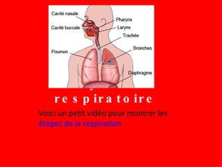 Le système respiratoire Voici un petit vidéo pour montrer les  étapes de la respiration 