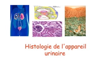 Histologie de l'appareil
       urinaire
 
