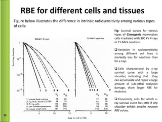 RBE for different cells and tissues Figure below illustrates the difference in intrinsic radiosensitivity among various types of cells: Fig:  Survival curves for various types of  Clonogenic  mammalian cells irradiated with 300 kV X-rays or 15-MeV neutrons.  Variation in radiosensitivity among different cell lines is markedly less for neutrons than for x-rays. Cells characterized by x-ray survival curve with a large shoulder, indicating that  they can accumulate and repair a large amount of sub-lethal radiation damage, show larger RBE for neutrons. Conversely, cells for which x-ray survival curve has little if  any shoulder exhibit smaller neutron RBE values. 
