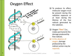 Oxygen Effect 09/13/11 Presented by: Dr. Vandana, CSMMU, Lucknow To produce its effect, molecular oxygen must be present during the radiation exposure or at least during the lifetime of the free radicals generated by the radiation. Oxygen  “fixes”  (i.e., makes permanent) the damage produced by free radicals.  In the absence of oxygen , damage produced by the indirect action may be  repaired . 