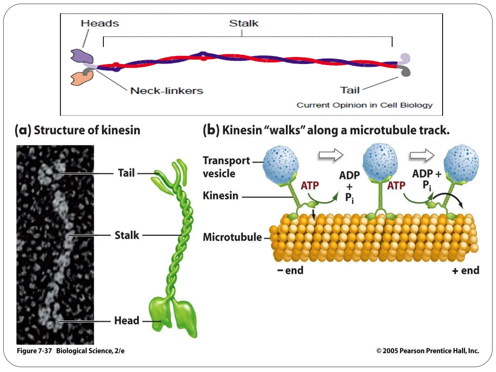 From Microtubules To Microfilaments:  A Cytoskeleton Deep Dive - i2joqaq