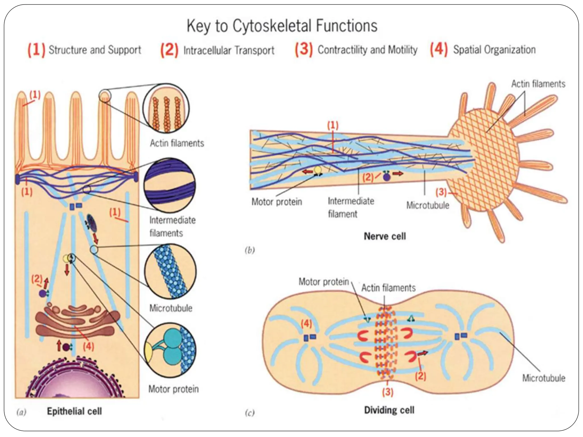 cytoskeleton (Microtubules, microfilaments intermediate filaments) | PPT