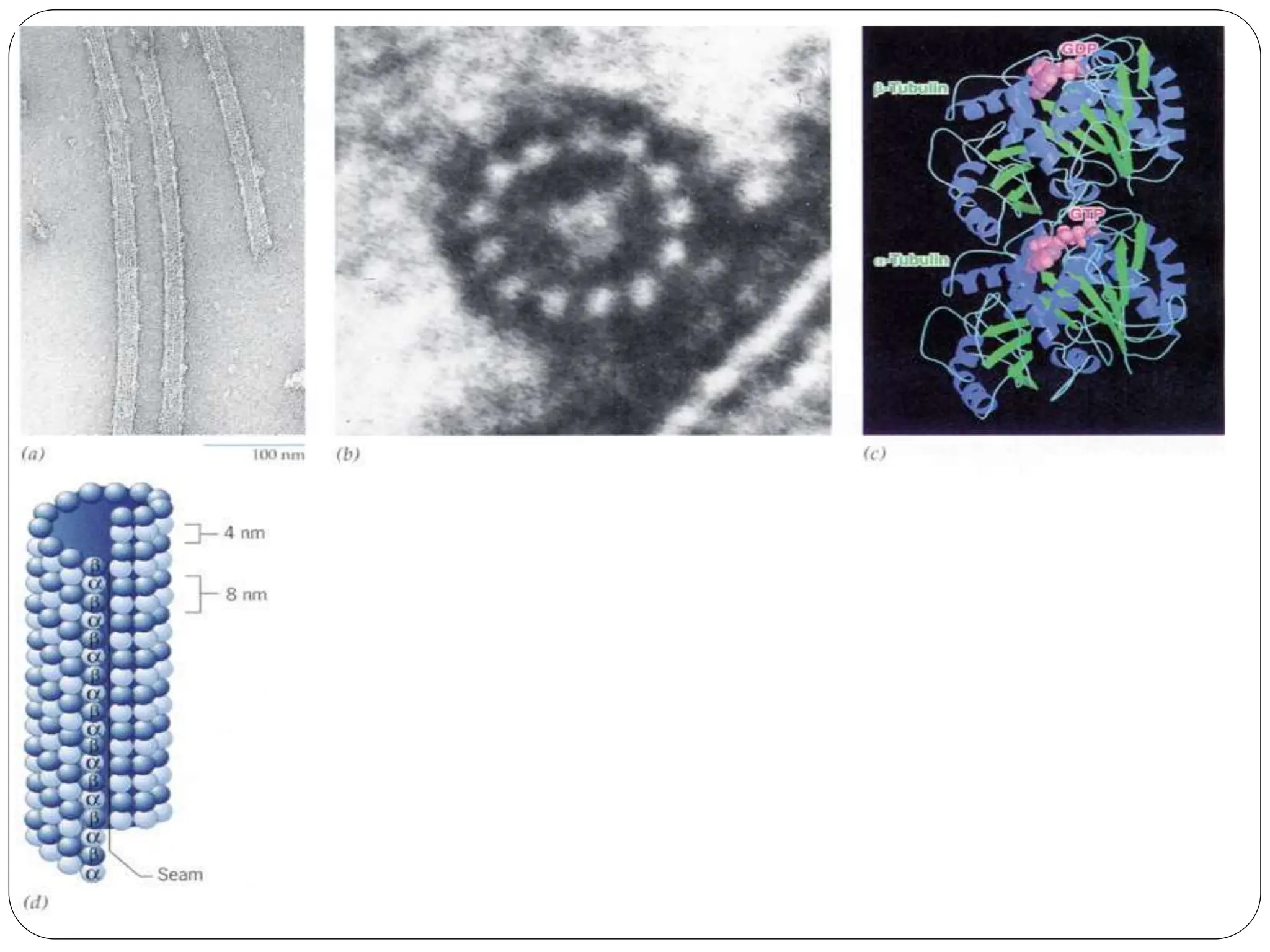 cytoskeleton (Microtubules, microfilaments intermediate filaments ...
