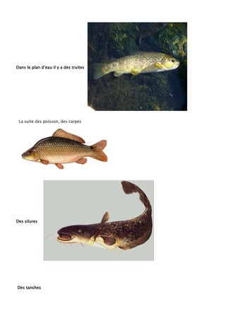 Dans le plan d’eau il y a des truites




 La suite des poisson, des carpes




Des silures




Des tanches
 