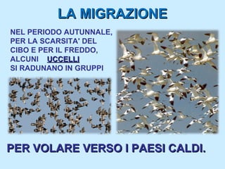 LA MIGRAZIONE
NEL PERIODO AUTUNNALE,
PER LA SCARSITA' DEL
CIBO E PER IL FREDDO,
ALCUNI UCCELLI
SI RADUNANO IN GRUPPI




PER VOLARE VERSO I PAESI CALDI.
 