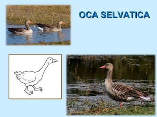 OCA SELVATICA
 