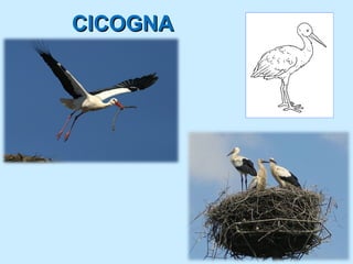 CICOGNA
 