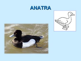 ANATRA
 