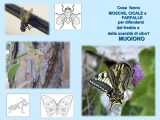 Cosa fanno
 MOSCHE, CICALE e
        FARFALLE
      per difendersi
     dal freddo e
dalla scarsità di cibo?
     MUOIONO
 