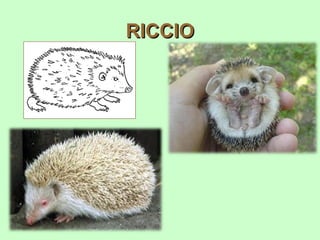 RICCIO
 