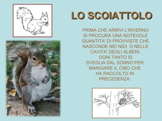 LO SCOIATTOLO
 PRIMA CHE ARRIVI L'INVERNO
 SI PROCURA UNA NOTEVOLE
 QUANTITA' DI PROVVISTE CHE
 NASCONDE NEI NIDI O NELLE
     CAVITA' DEGLI ALBERI.
        OGNI TANTO SI
  SVEGLIA DAL SONNO PER
    MANGIARE IL CIBO CHE
       HA RACCOLTO IN
        PRECEDENZA.
 