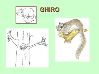 GHIRO
 