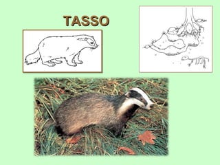 TASSO
 