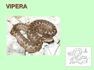 CARPA
         carpa comune



                        Carpa è un nome comune di alcuni pesci di acqua dolce.

                        D’ inverno le carpe smettono di nutrirsi si seppelliscono
                        nel fango dove ci restano per settimane e sopravvivono.




carpa cuoio

                              carpa a specchi
 