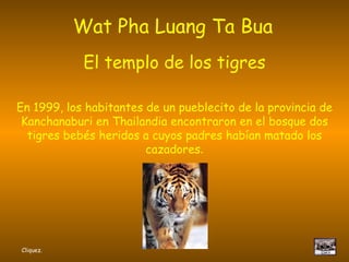 Wat Pha Luang Ta Bua   El templo de los tigres En 1999, los habitantes de un pueblecito de la provincia de Kanchanaburi en Thailandia encontraron en el bosque dos tigres bebés heridos a cuyos padres habían matado los cazadores . Cliquez. 