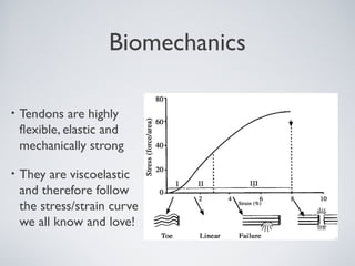 Biomechanics

•   Tendons are highly
    flexible, elastic and
    mechanically strong

•   They are viscoelastic
    and therefore follow
    the stress/strain curve
    we all know and love!
 