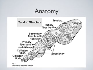 Anatomy
 