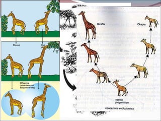 Le giraffe di Lamarck (povere talpe) La vulgata parla dell’evoluzione delle giraffe secondo Lamark e noi non ci sottrarremo a questo rituale Gli antenati delle giraffe avevano un collo corto che brucava le erbe della savana Per cambiamenti ambientali l’antenato delle giraffe inizia a brucare le foglie degli alberi  stirando il collo Per questa ragione col passare del tempo le giraffe acquisirono un collo più lungo A  proposito di progetto: avreste progettato una giraffa col nostro stesso numero di vertebre cervicali? 