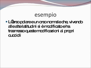 esempio L’orso polare e un orso normale che, vivendo alle alte latitudini si è modificato e ha trasmesso queste modificazioni ai propri cuccioli 