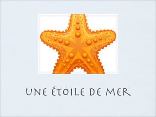 une étoile de mer
 