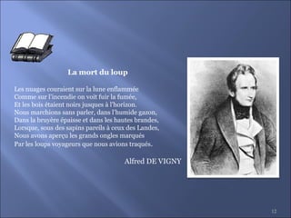 12
La mort du loup
Les nuages couraient sur la lune enflammée
Comme sur l'incendie on voit fuir la fumée,
Et les bois étaient noirs jusques à l'horizon.
Nous marchions sans parler, dans l'humide gazon,
Dans la bruyère épaisse et dans les hautes brandes,
Lorsque, sous des sapins pareils à ceux des Landes,
Nous avons aperçu les grands ongles marqués
Par les loups voyageurs que nous avions traqués.
Alfred DE VIGNY
 