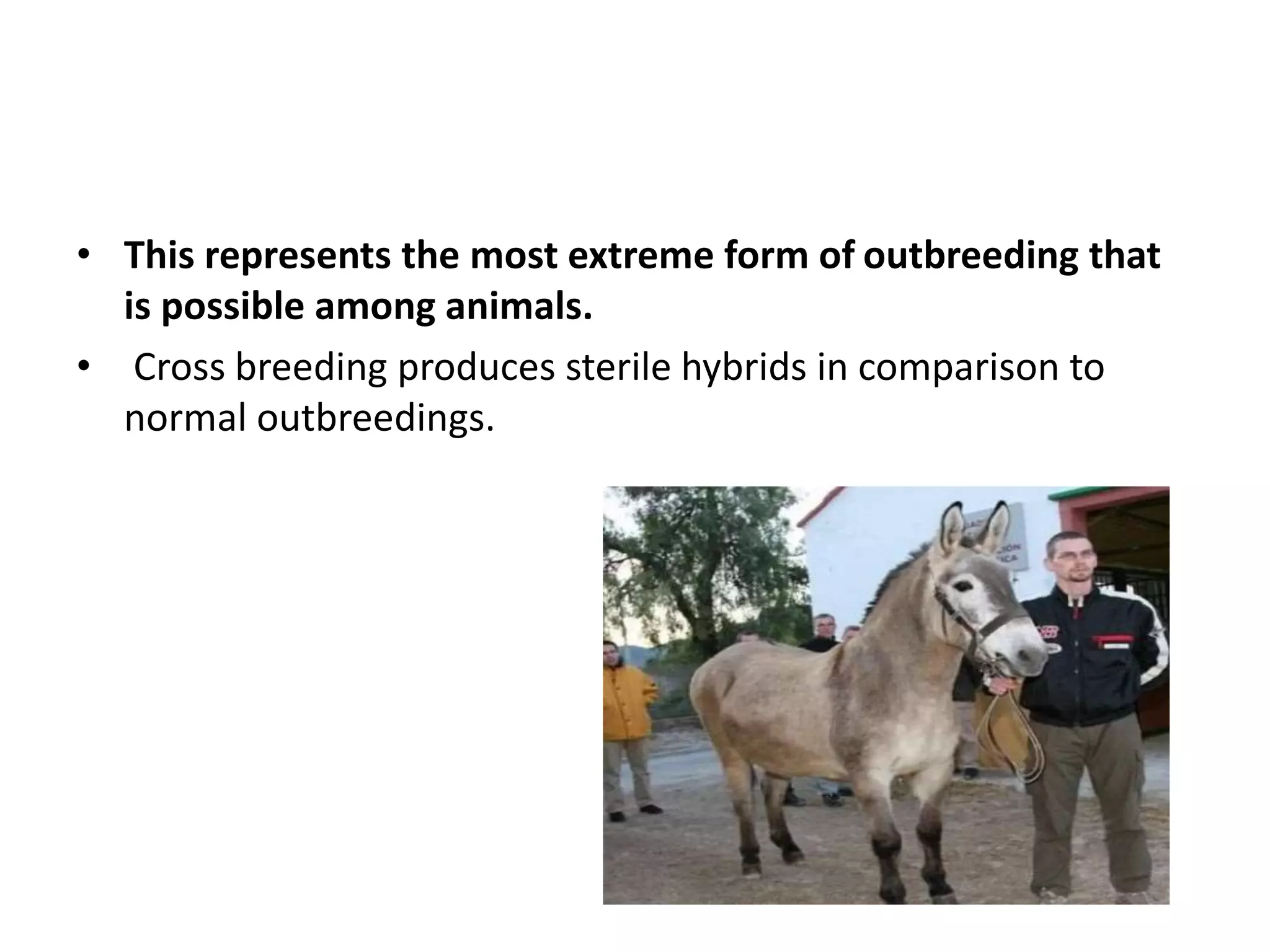 • This represents the most extreme form of outbreeding that
is possible among animals.
• Cross breeding produces sterile hybrids in comparison to
normal outbreedings.
 
