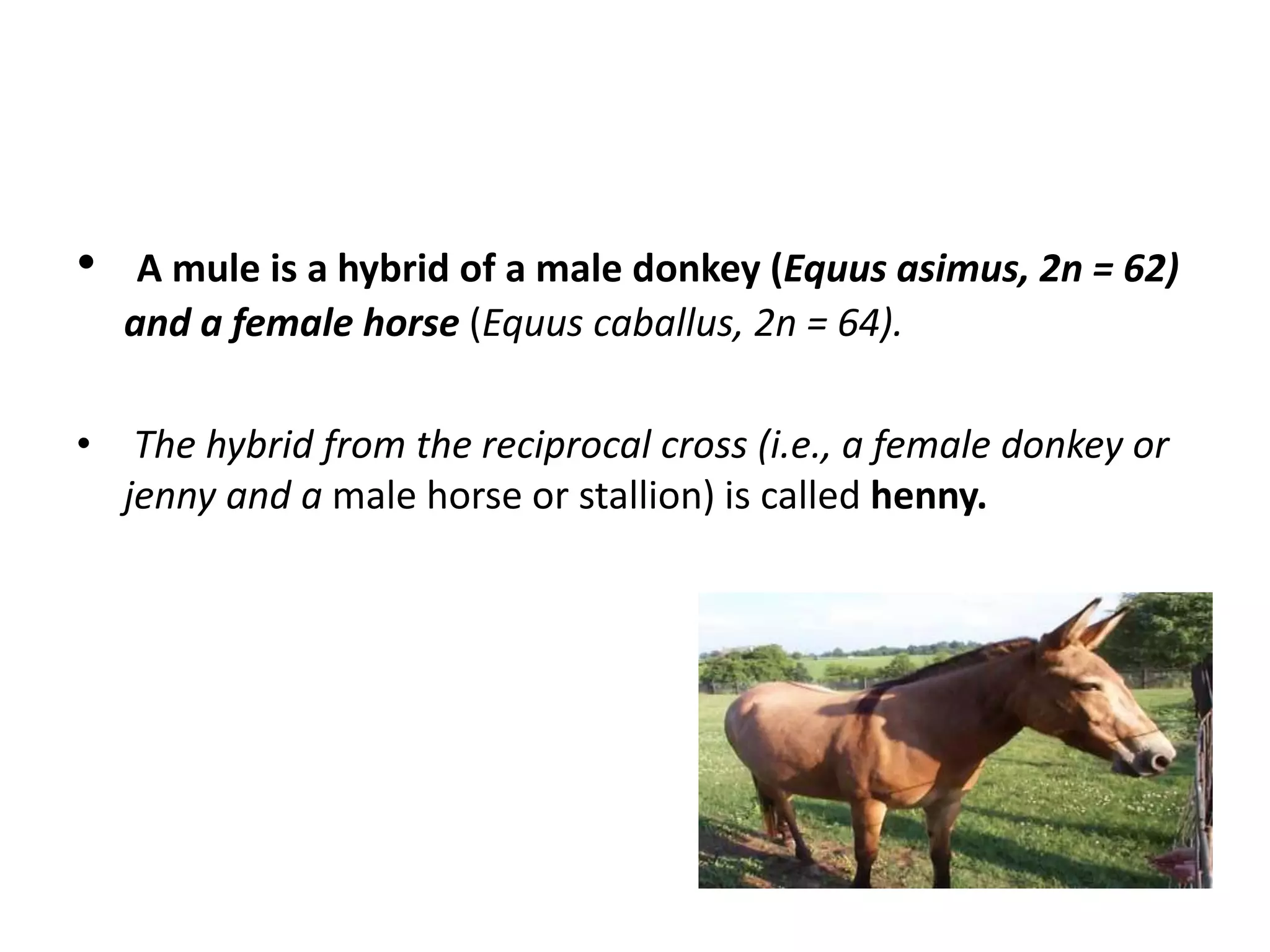 • A mule is a hybrid of a male donkey (Equus asimus, 2n = 62)
and a female horse (Equus caballus, 2n = 64).
• The hybrid from the reciprocal cross (i.e., a female donkey or
jenny and a male horse or stallion) is called henny.
 