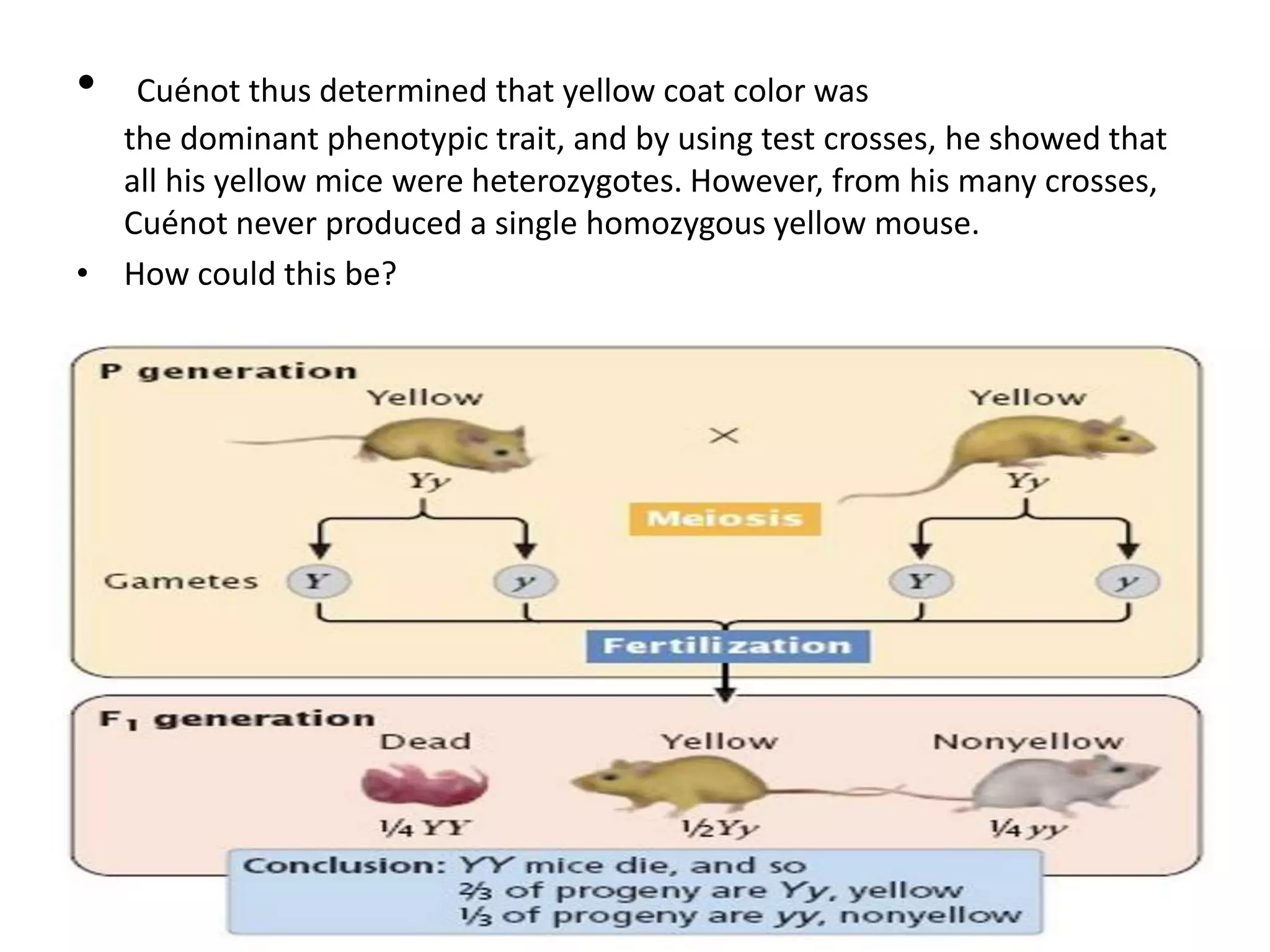 • Cuénot thus determined that yellow coat color was
the dominant phenotypic trait, and by using test crosses, he showed that
all his yellow mice were heterozygotes. However, from his many crosses,
Cuénot never produced a single homozygous yellow mouse.
• How could this be?
 