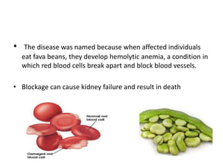 • The disease was named because when affected individuals
eat fava beans, they develop hemolytic anemia, a condition in
which red blood cells break apart and block blood vessels.
• Blockage can cause kidney failure and result in death
 