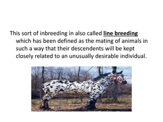 This sort of inbreeding in also called line breeding
which has been defined as the mating of animals in
such a way that their descendents will be kept
closely related to an unusually desirable individual.
 