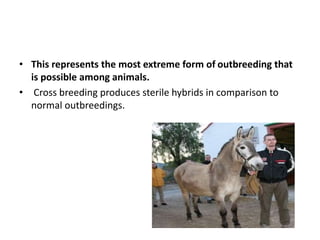 • This represents the most extreme form of outbreeding that
is possible among animals.
• Cross breeding produces sterile hybrids in comparison to
normal outbreedings.
 