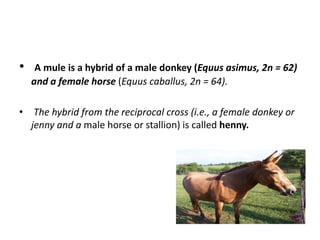 • A mule is a hybrid of a male donkey (Equus asimus, 2n = 62)
and a female horse (Equus caballus, 2n = 64).
• The hybrid from the reciprocal cross (i.e., a female donkey or
jenny and a male horse or stallion) is called henny.
 