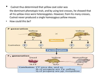 • Cuénot thus determined that yellow coat color was
the dominant phenotypic trait, and by using test crosses, he showed that
all his yellow mice were heterozygotes. However, from his many crosses,
Cuénot never produced a single homozygous yellow mouse.
• How could this be?
 
