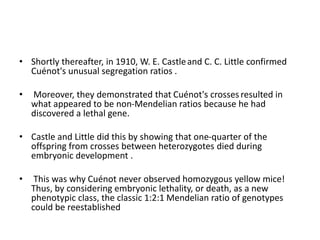 • Shortly thereafter, in 1910, W. E. Castleand C. C. Little confirmed
Cuénot's unusual segregation ratios .
• Moreover, they demonstrated that Cuénot's crosses resulted in
what appeared to be non-Mendelian ratios because he had
discovered a lethal gene.
• Castle and Little did this by showing that one-quarter of the
offspring from crosses between heterozygotes died during
embryonic development .
• This was why Cuénot never observed homozygous yellow mice!
Thus, by considering embryonic lethality, or death, as a new
phenotypic class, the classic 1:2:1 Mendelian ratio of genotypes
could be reestablished
 