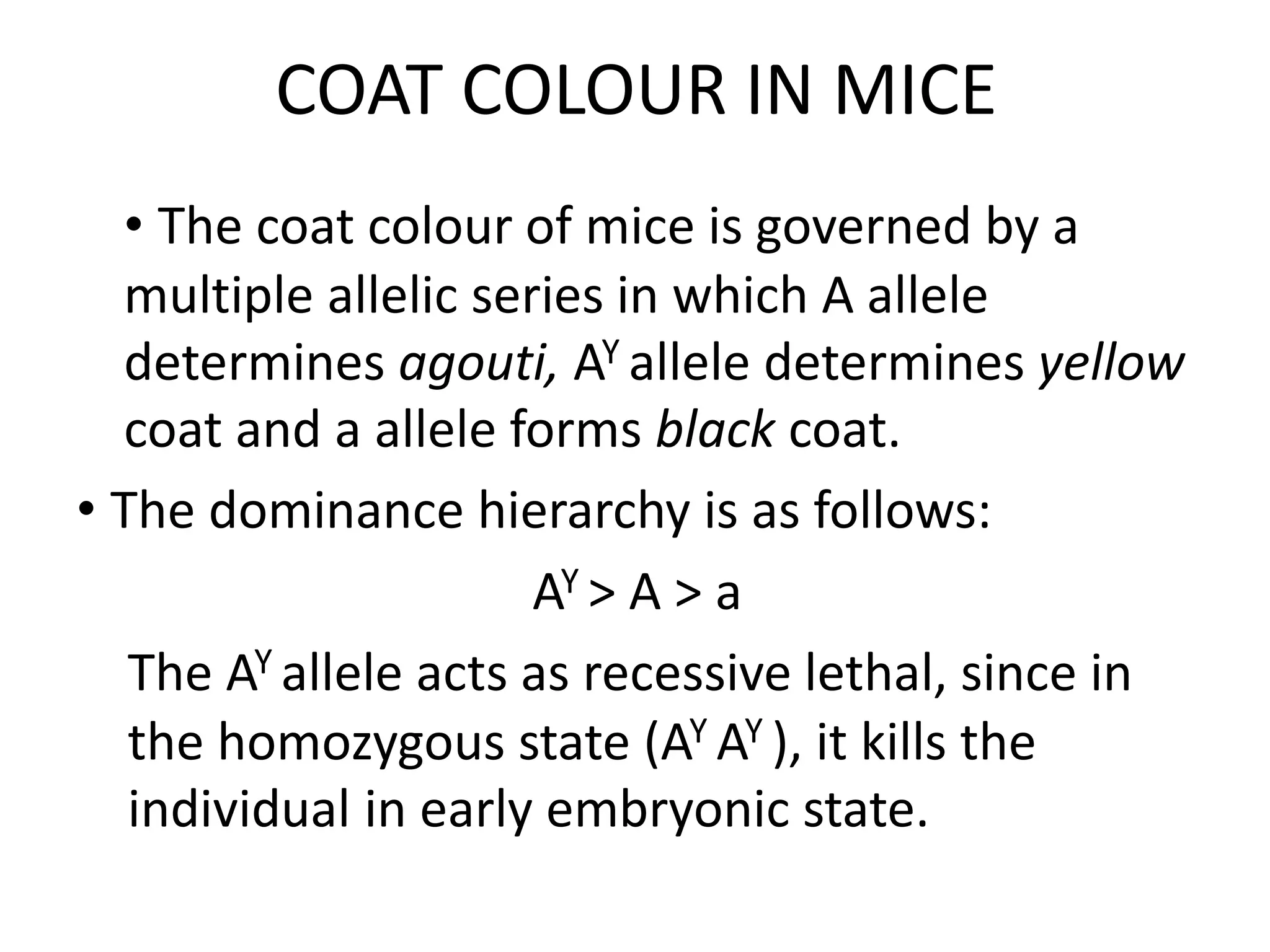 COAT COLOUR IN MICE
• The coat colour of mice is governed by a
multiple allelic series in which A allele
determines agouti, AY allele determines yellow
coat and a allele forms black coat.
• The dominance hierarchy is as follows:
AY > A > a
The AY allele acts as recessive lethal, since in
the homozygous state (AY AY ), it kills the
individual in early embryonic state.
 