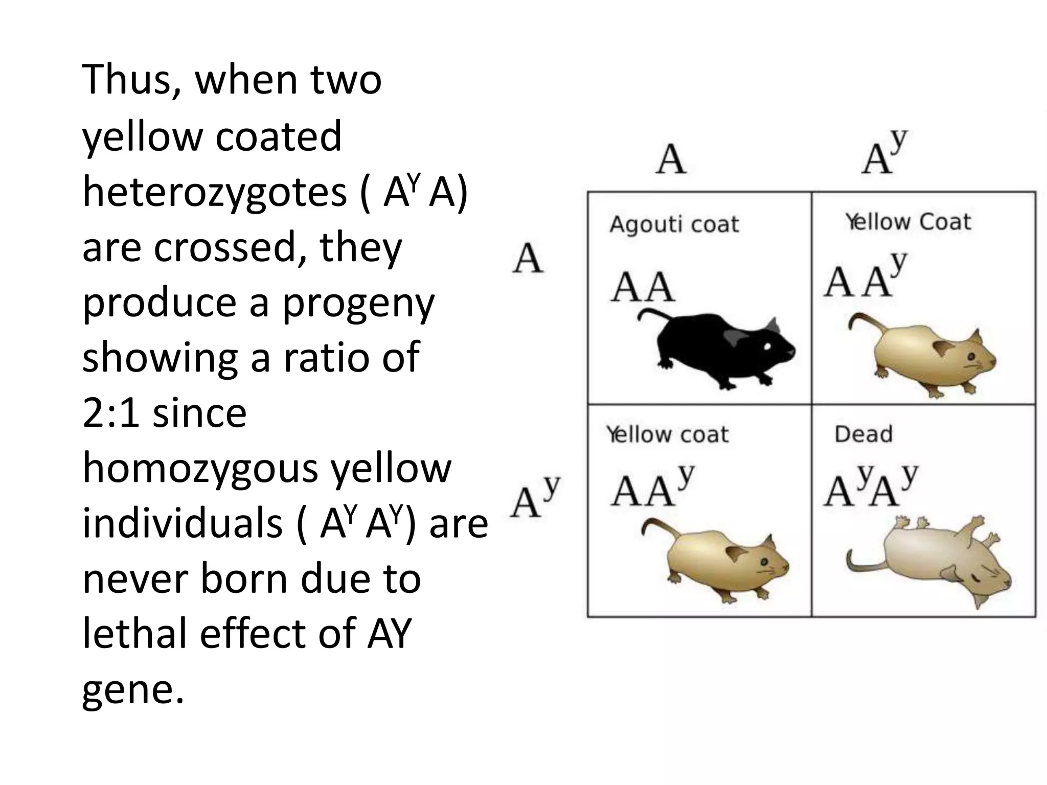 Thus, when two
yellow coated
heterozygotes ( AY A)
are crossed, they
produce a progeny
showing a ratio of
2:1 since
homozygous yellow
individuals ( AY AY) are
never born due to
lethal effect of AY
gene.
 