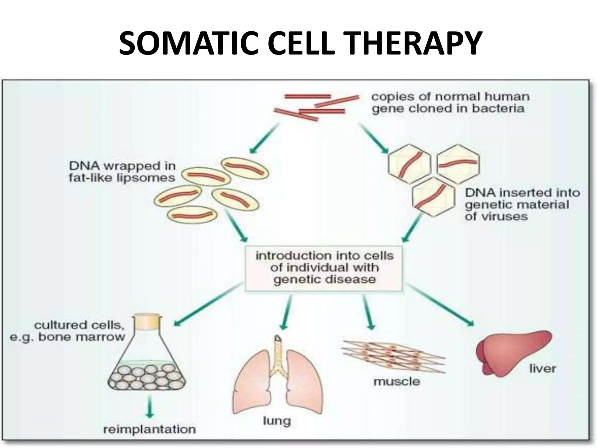 SOMATIC CELL THERAPY
 