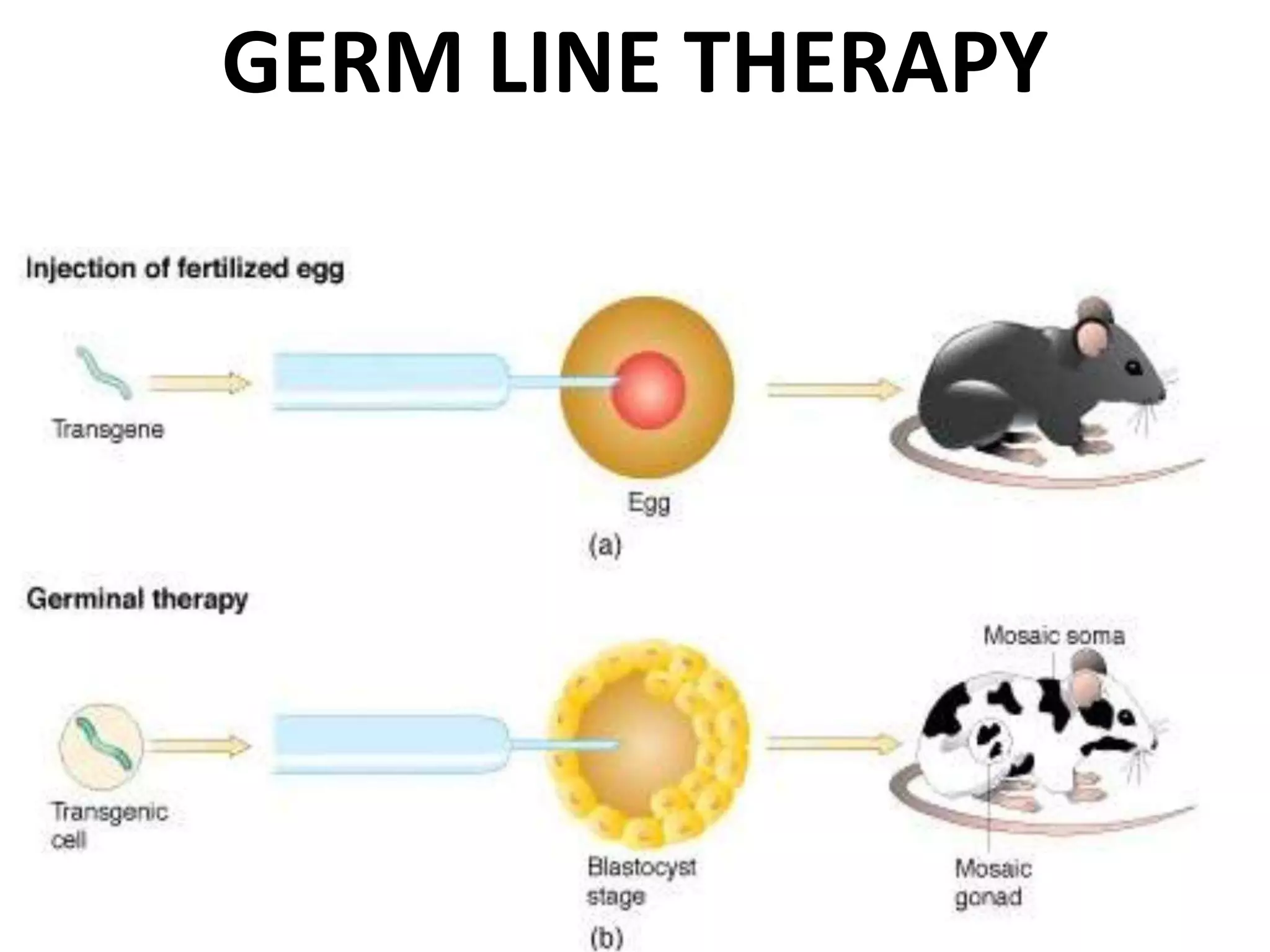 GERM LINE THERAPY
 