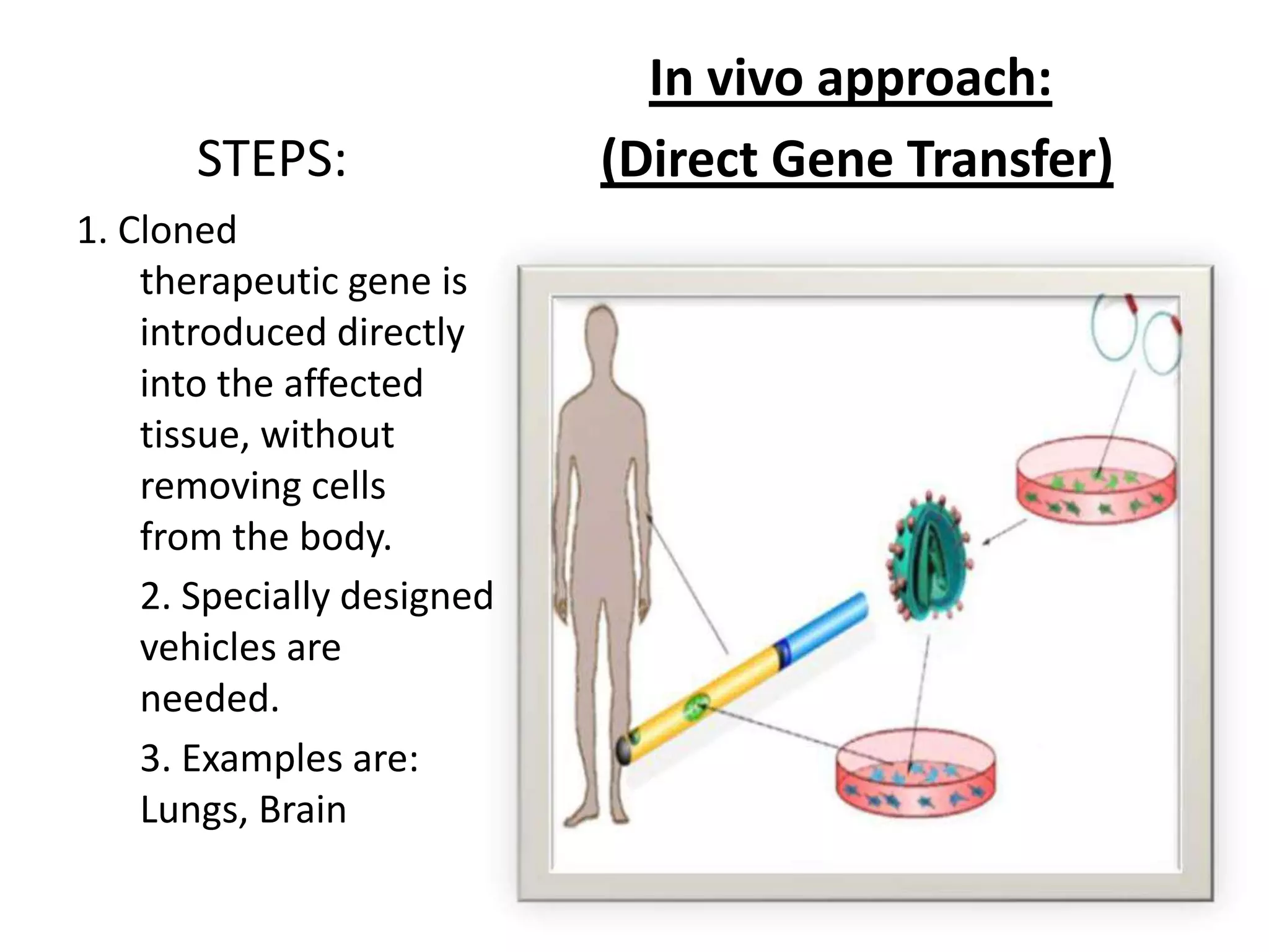 In vivo approach:
STEPS: (Direct Gene Transfer)
1. Cloned
therapeutic gene is
introduced directly
into the affected
tissue, without
removing cells
from the body.
2. Specially designed
vehicles are
needed.
3. Examples are:
Lungs, Brain
 